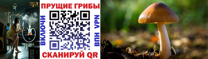 Галлюциногенные грибы MAGIC MUSHROOMS Гудермес